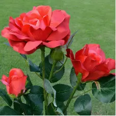 Градинска соларна лампа - роза Градинска соларна лампа - роза